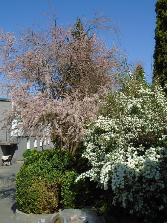 Villa Art Korab Gliwice Eksteriør bilde